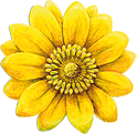 Adonis Blume, das Logo der Heilpraktikerschule Isolde Richter