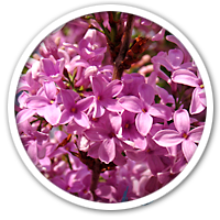 Lehrheftbild: Allergie